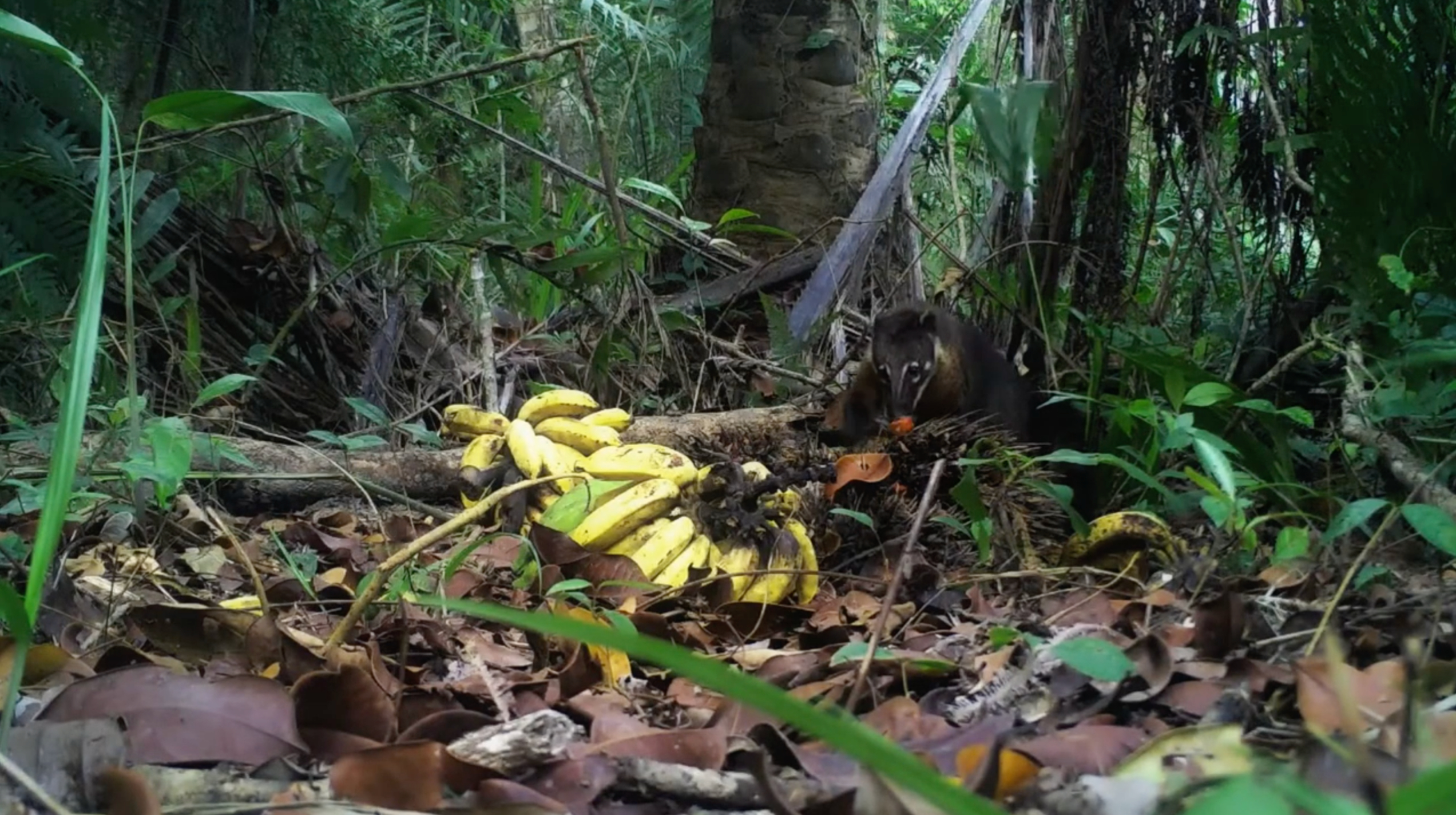 Sylvio Fraga O Lagarto e o gato largado